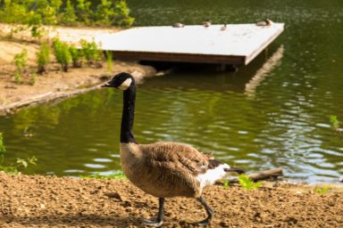 Vijverpark Brunssum Zwarte en bruine gans naast een vijver, met een houten platform op de achtergrond.
