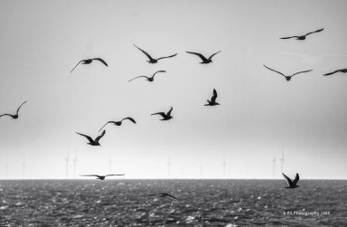 Meeuwen boven autostrand Zwart-witte zee met een groep vogels die boven het water vliegen.