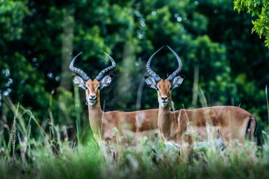 Impala's Twee impala's staan in een groene omgeving, met de focus op hun elegante hoorns.